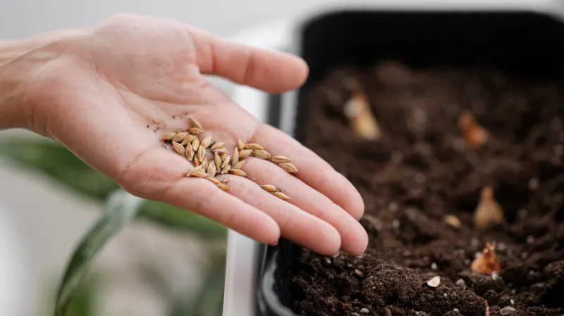 FERTILISATION IN ORGANIC FARMING (AGAU001PO)